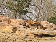 -北京野生动物园