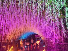 -大塘金香草谷