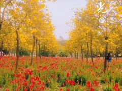 -天适樱花悠乐园