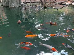 -南宫五洲植物乐园