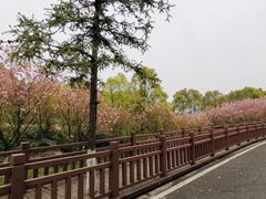 -游子山休闲旅游区