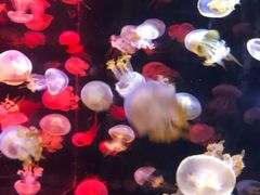 -烟台海昌鲸鲨海洋公园