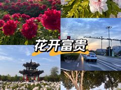 -曹州牡丹园