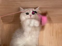 -momokira米努特·德文卷毛猫·棉花面纱犬
