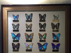 -上海昆虫博物馆