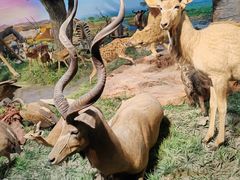 -国家自然博物馆