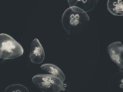 -芜湖新华联大白鲸海洋公园