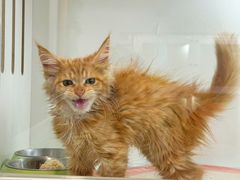 -青奢宠物·青奢猫舍