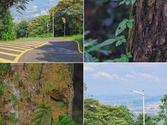 -黄埔油麻山森林公园