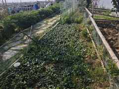 -阳澄湖半岛旅游度假区