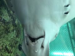 -悉尼海洋生物水族馆