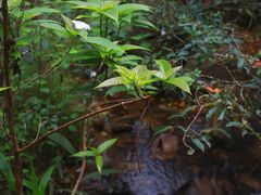 -阳台山森林公园