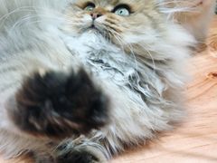 -猫亿天猫咖