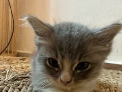 -楼上猫咖(罗湖店)
