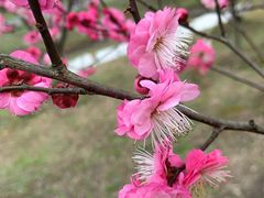 -花开海上生态园
