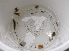 -十渡高山漂流