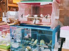 -宝鸡东道花鸟鱼虫市场(吉利花园商场店)