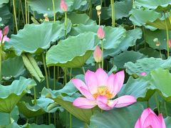 -莲花池公园