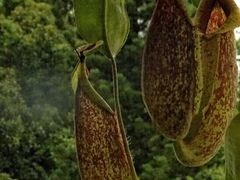 -深圳仙湖植物园