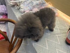 -钦宠·猫咪售卖·洗护·寄养(东圃旗舰店)