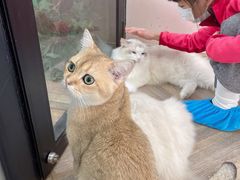 -酷豆宠物咖啡·宠物美食·撸猫馆