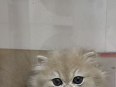 -青奢宠物·青奢猫舍