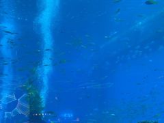-亚特兰蒂斯•OSSIANO奥西亚诺海底餐厅