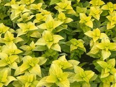 -庐山风景区花径公园