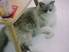 -松果猫咖(桐乡吾悦金街店)