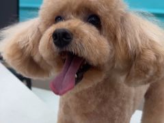-安安宠医宠物医院·异宠·犬猫内科(岳阳分院)