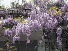 -嘉定紫藤园