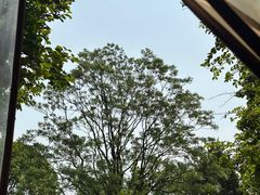 -鸡鸣汤包(红山动物园店)