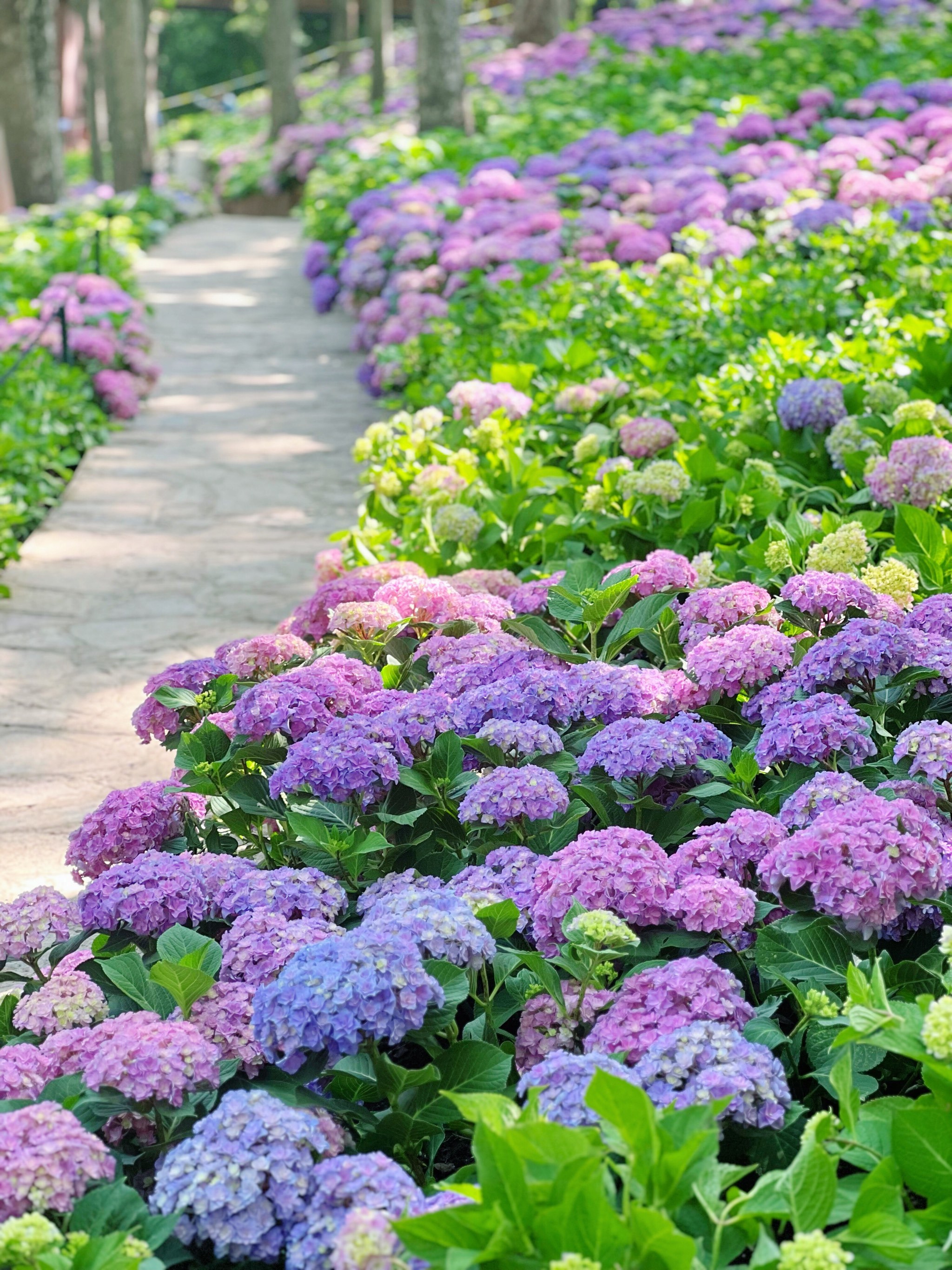 选哪张发朋友圈啊?南京绣球花美到纠结症犯了!