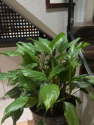 -香秀空间科技抗衰·美容中心