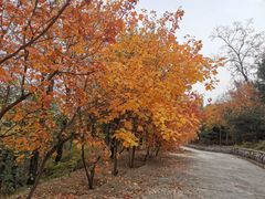 -北京鹫峰国家森林公园