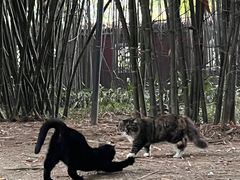 -望江楼公园