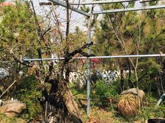 -小仙居·农家宴烤羊· 农庄