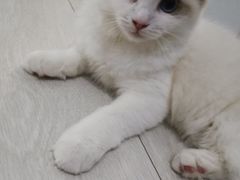 -喵的天空名猫咖啡馆·撸猫·猫舍·用品