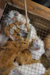 -酷嗒动物文化乐园(cutezoo西溪乐天城店)