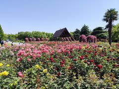 -上海滨江森林公园