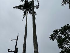-深圳仙湖植物园