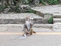 -黔灵山公园