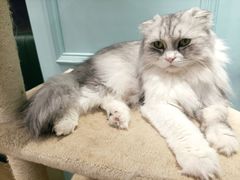 -安格丽娜·狗咖·猫咖羊驼咖(春熙路百盛商场店)