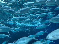 -上海海洋水族馆