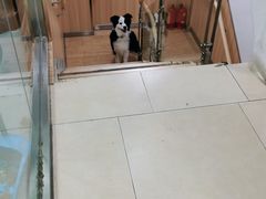-宠福鑫康馨动物医院·骨科·眼科