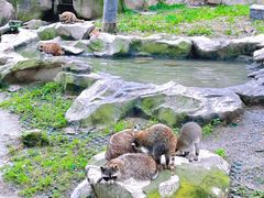 -上海野生动物园