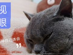 -PETKIT小佩宠物(昭化店)