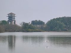 -大湾区中央湿地公园