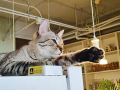-Cappucimeow猫咪咖啡馆(韦伯时代店)