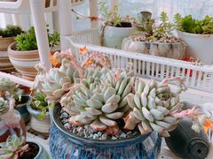 -龙大花卉苗木市场